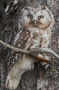 Boreal Owl