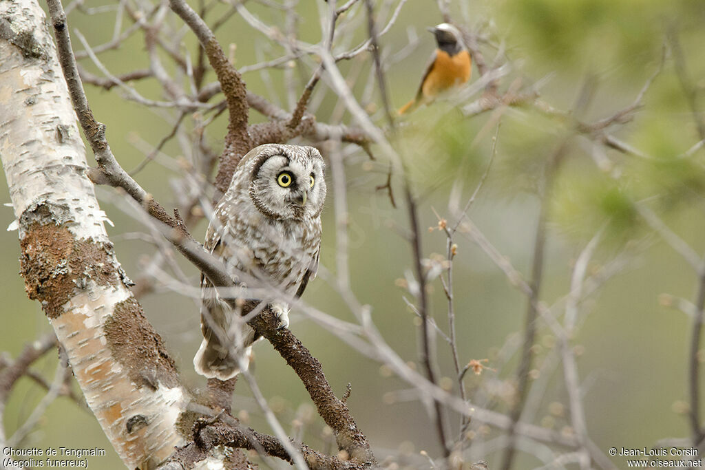 Boreal Owl