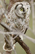 Boreal Owl