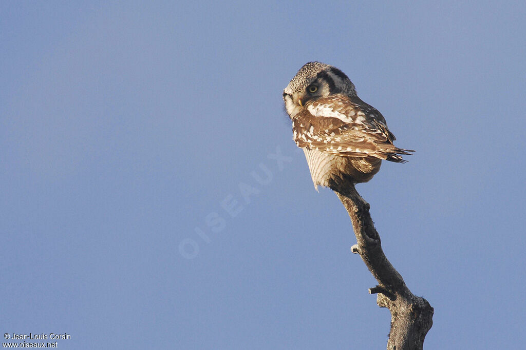 Northern Hawk-Owl