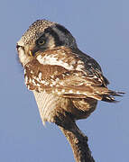 Northern Hawk-Owl