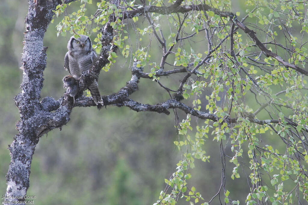 Northern Hawk-Owladult, habitat, feeding habits