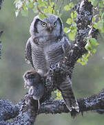 Northern Hawk-Owl