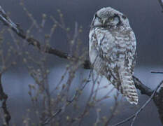 Northern Hawk-Owl