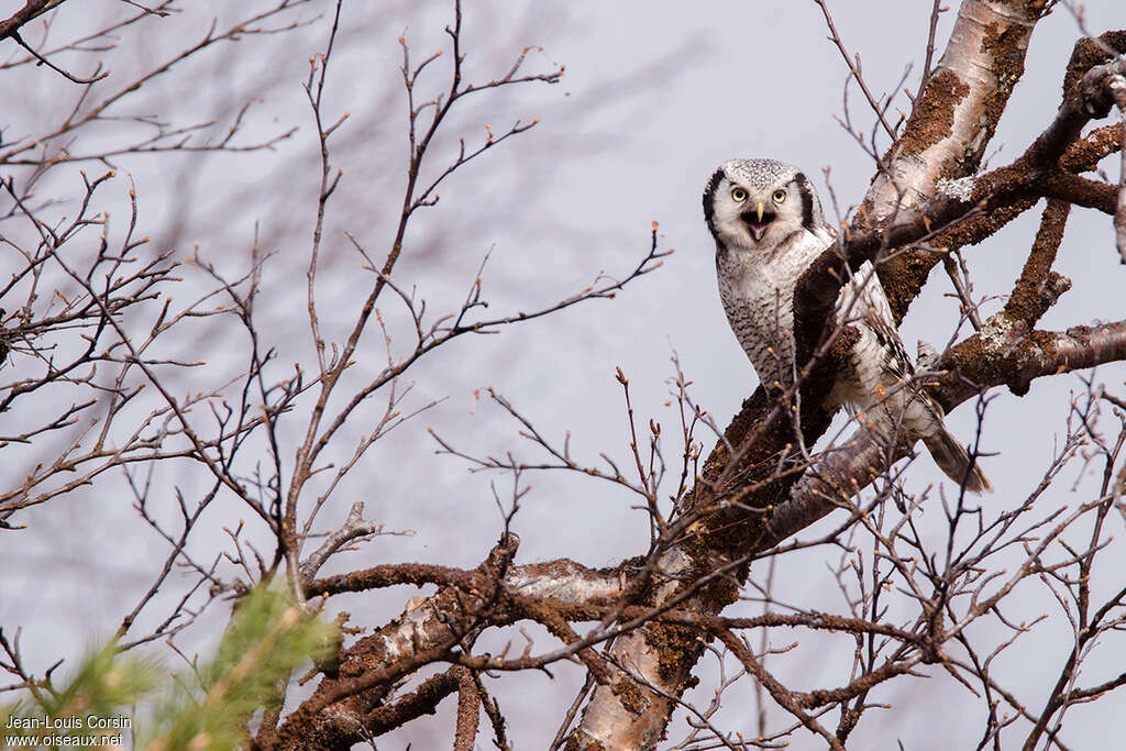 Northern Hawk-Owladult, habitat, pigmentation, Behaviour