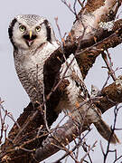 Northern Hawk-Owl