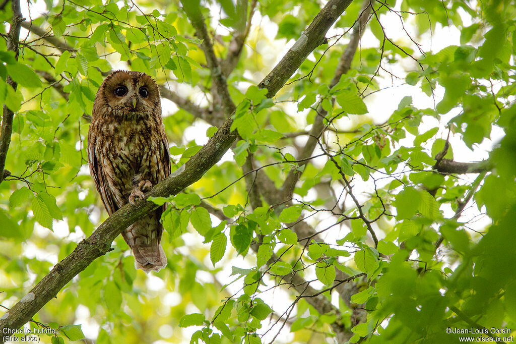 Tawny Owl