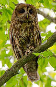 Tawny Owl