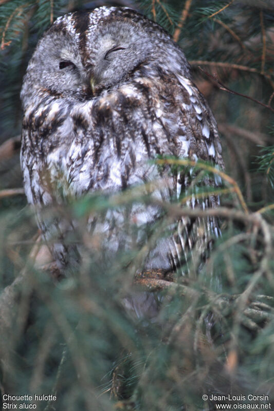 Tawny Owl