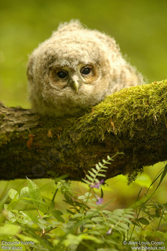 Tawny Owlimmature