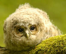 Tawny Owl