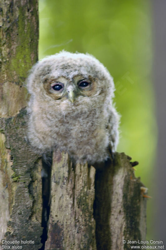 Tawny Owl