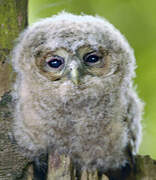 Tawny Owl