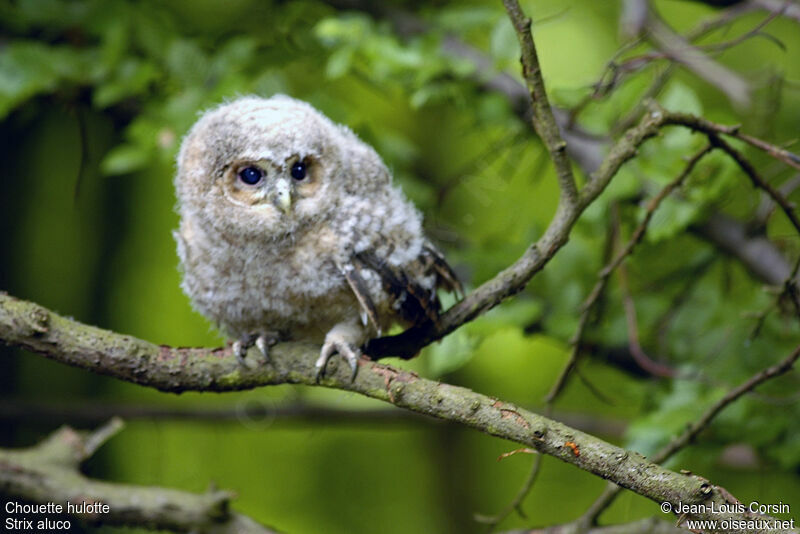 Tawny Owlimmature