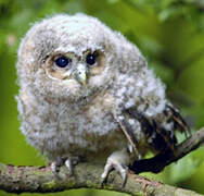 Tawny Owl