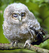 Tawny Owl