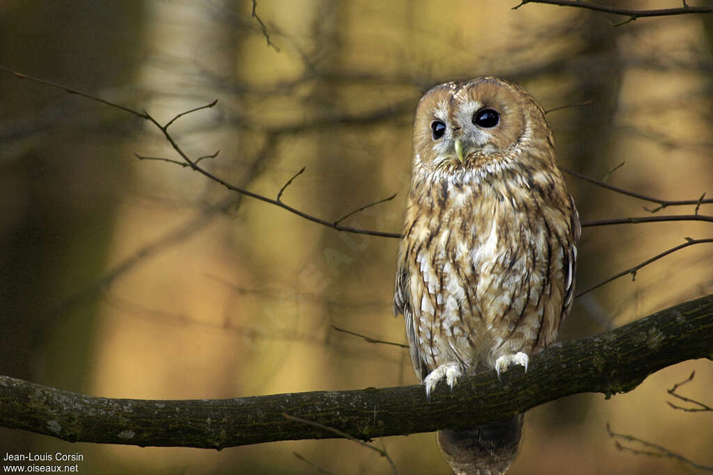 Tawny Owl