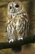 Tawny Owl