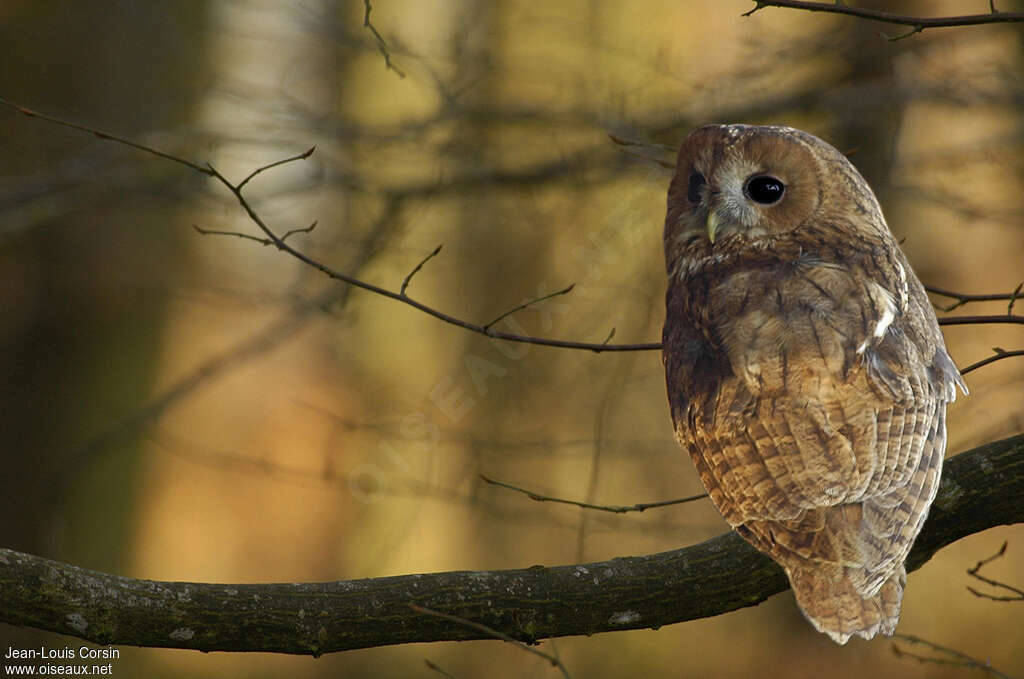 Tawny Owladult, identification