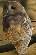 Tawny Owl