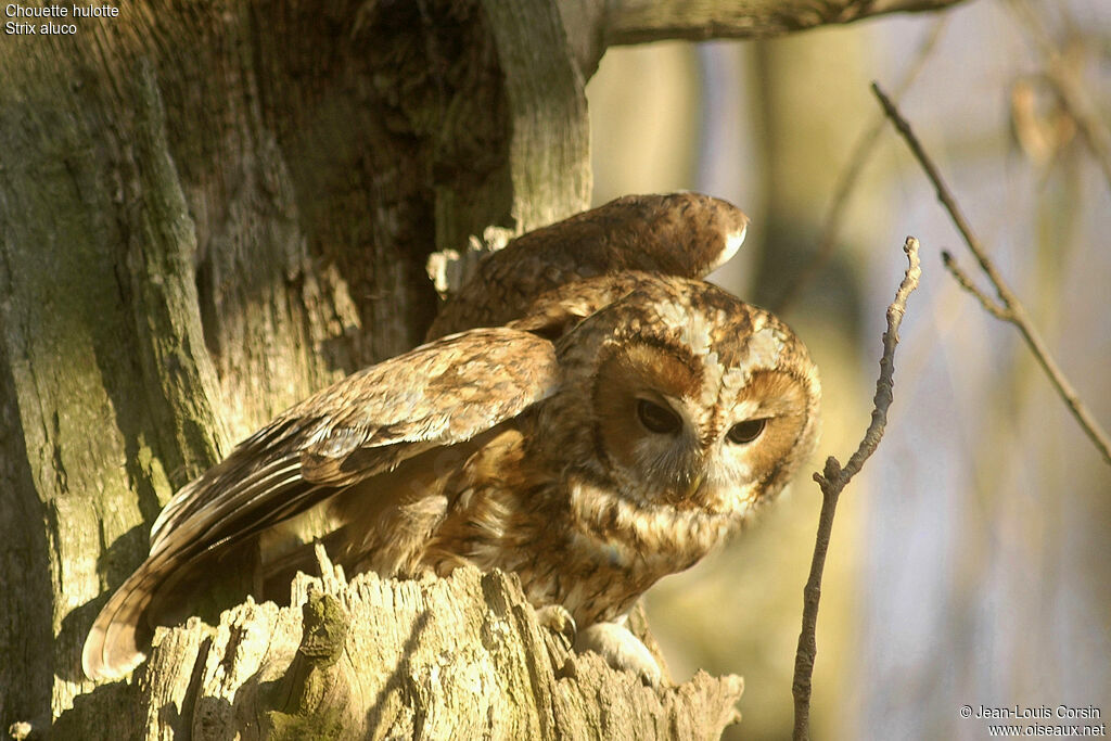 Tawny Owl