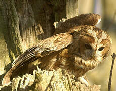 Tawny Owl