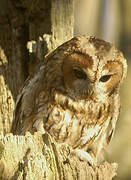 Tawny Owl