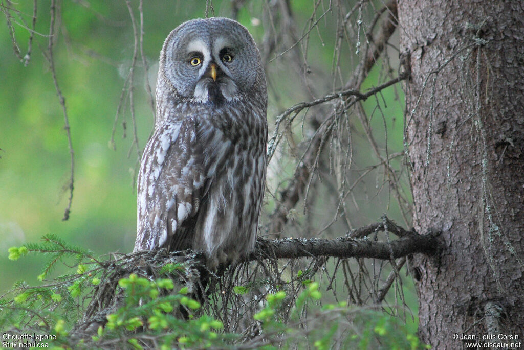 Great Grey Owl