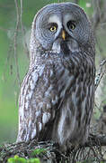 Great Grey Owl