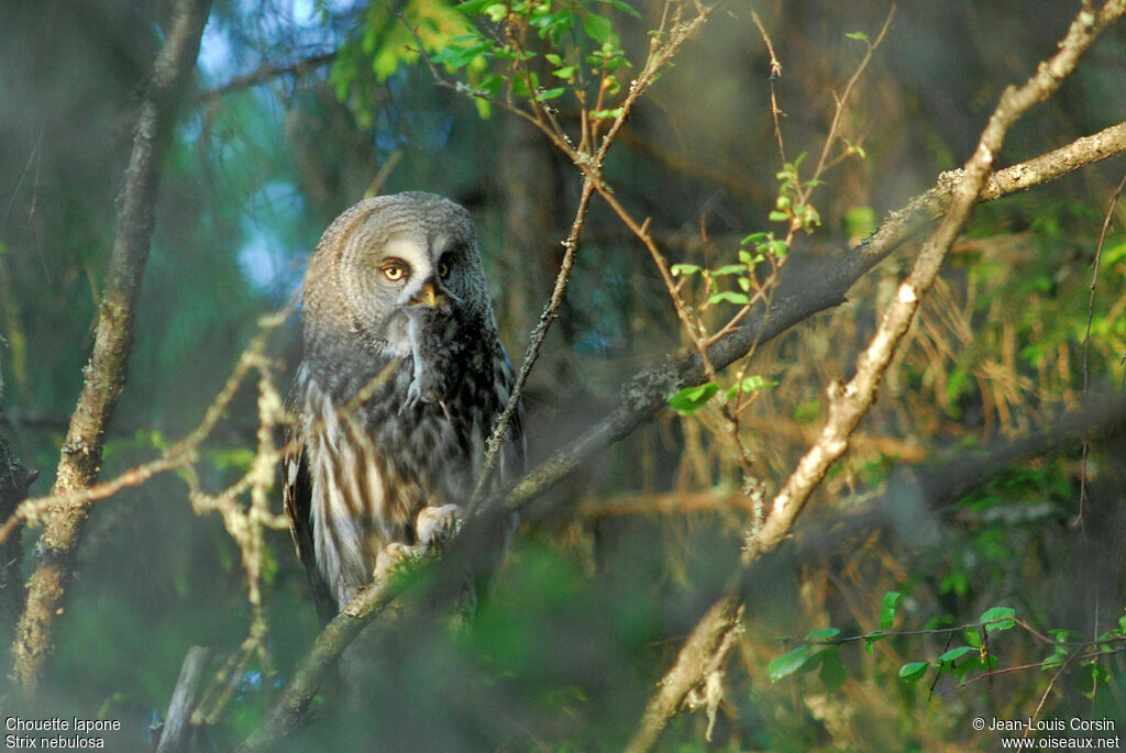 Great Grey Owl