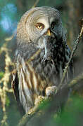 Great Grey Owl