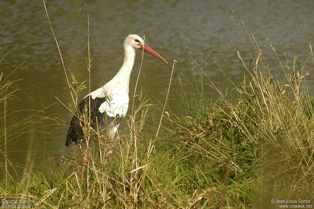 Cigogne blanche