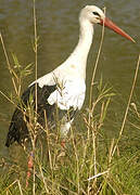 Cigogne blanche