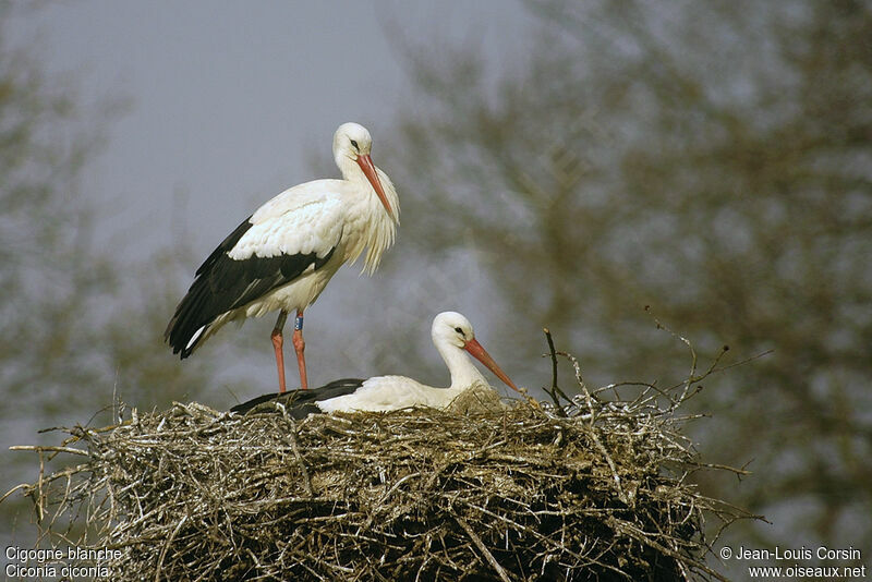 White Stork adult