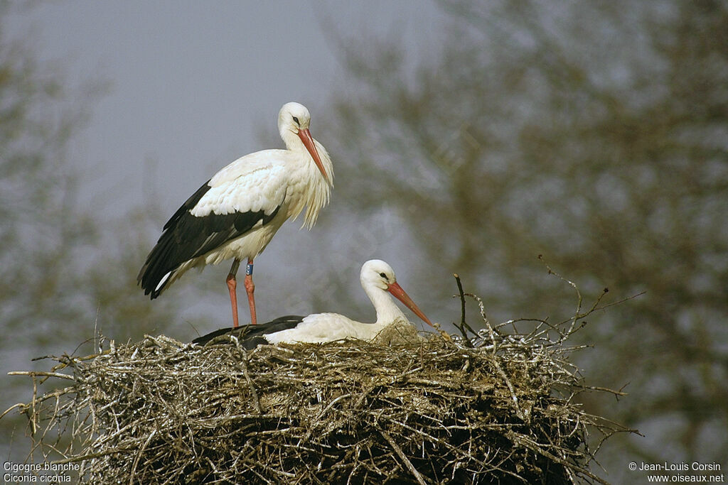 Cigogne blanche adulte