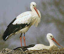 White Stork