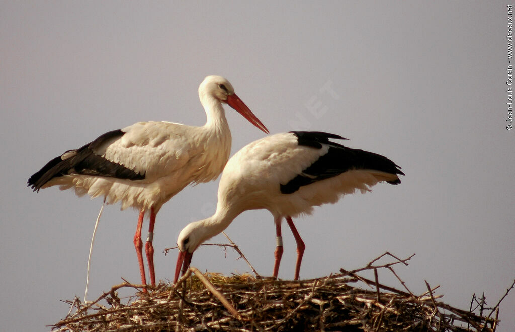 White Stork