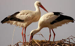 Cigogne blanche