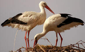 White Stork