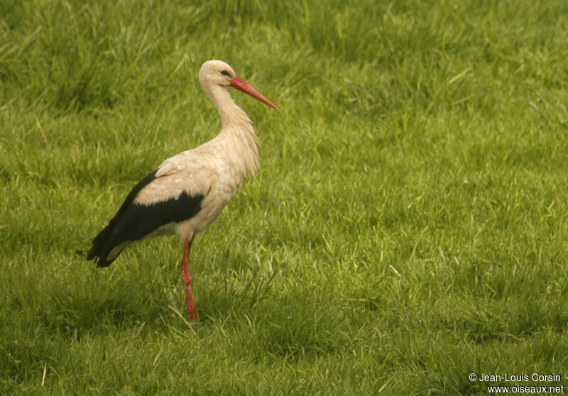 Cigogne blanche