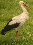 Cigogne blanche