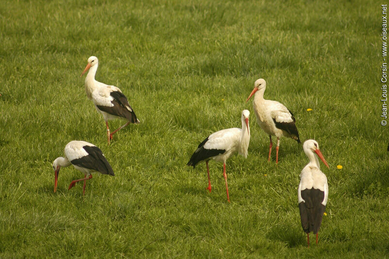 Cigogne blanche