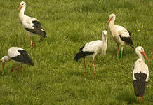 Cigogne blanche