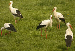 White Stork