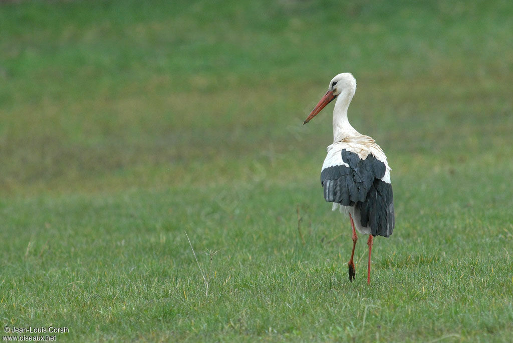 Cigogne blanche