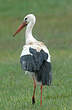 Cigogne blanche