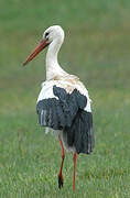 White Stork