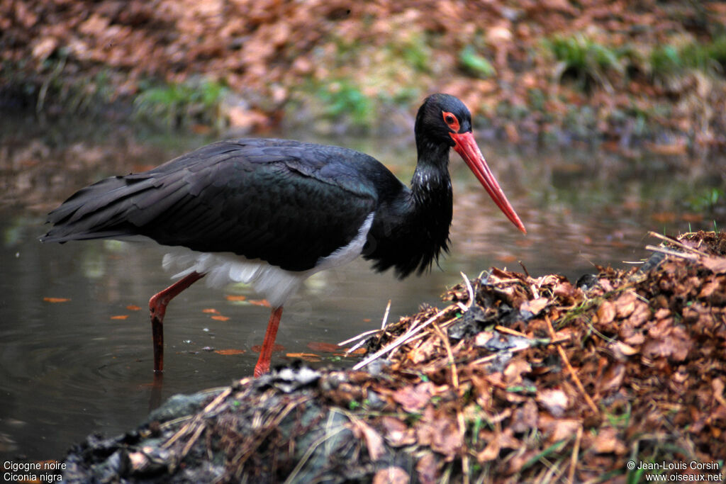 Black Storkadult