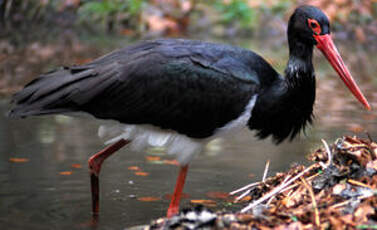 Cigogne noire