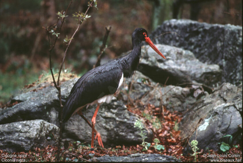 Cigogne noire